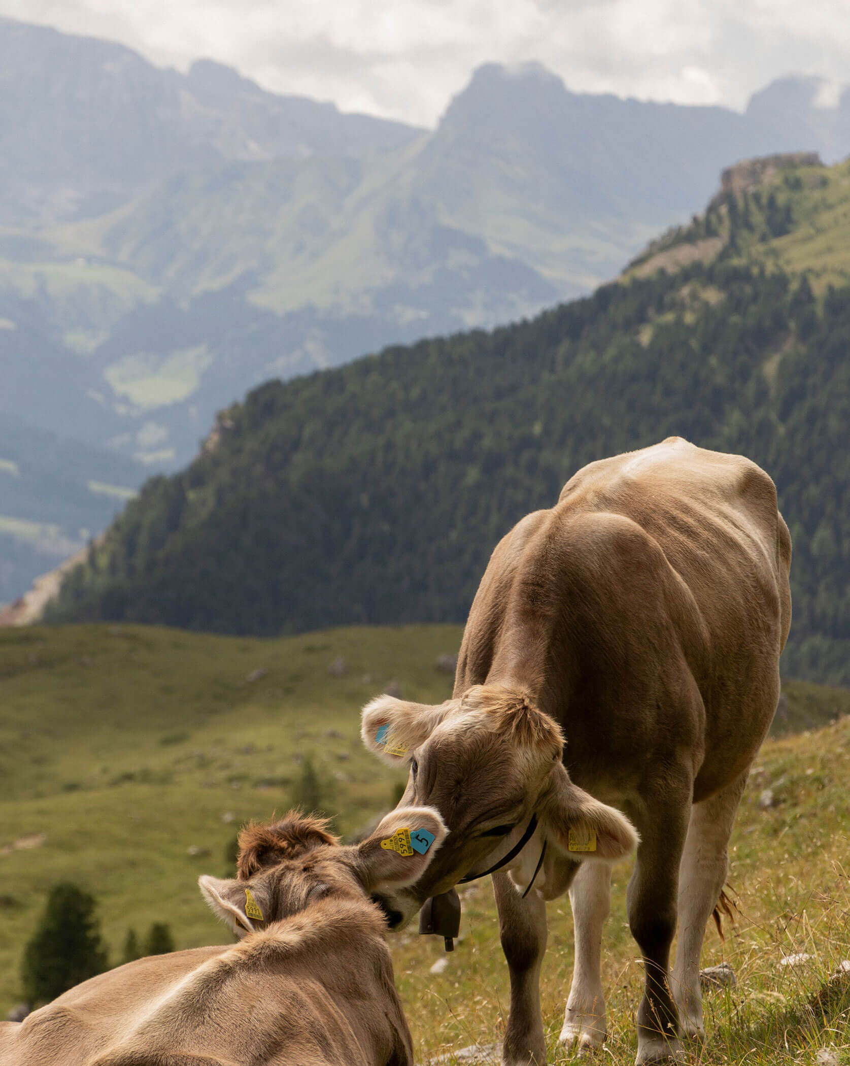 Zwei braune Kühe schmiegen sich an einem grasbewachsenen Hang aneinander, im Hintergrund sind Berge und Wälder zu sehen. - Lüch de Poldele