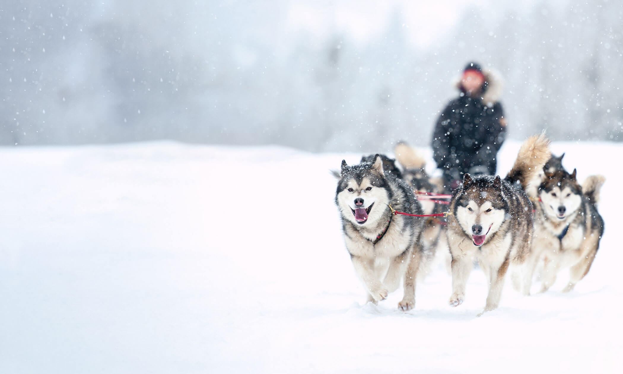 Vier Huskys ziehen einen Schlitten durch verschneites Gelände, auf dem eine warm eingepackte Person sitzt. - Lüch de Poldele